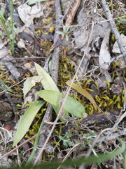 Glossodia major