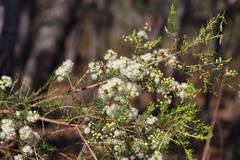Verticordia cunninghamii