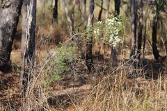 Verticordia cunninghamii