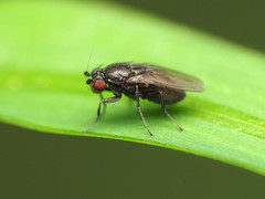 Leptocera