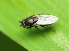 Leptocera