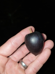 Planchonella australis