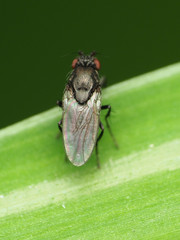 Leptocera