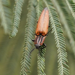 Elatichrosis trisulcatus