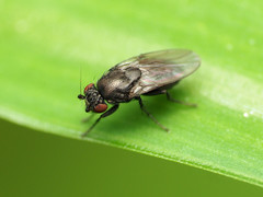 Leptocera