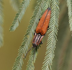Elatichrosis trisulcatus