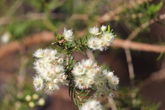 Verticordia cunninghamii