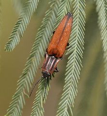 Elatichrosis trisulcatus