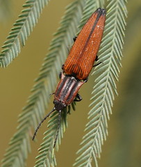 Elatichrosis trisulcatus