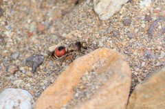 Dasymutilla fimbriata