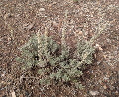 Artemisia bigelovii