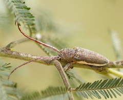 Rhytiphora decipiens