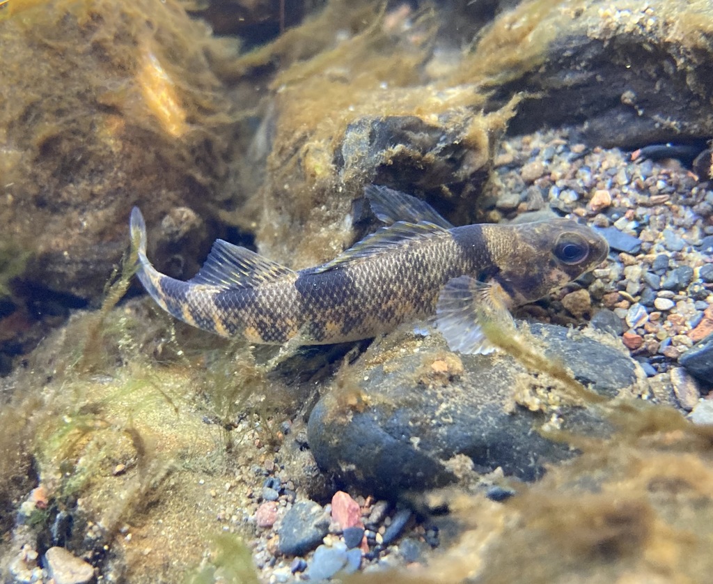 Variegate Darter