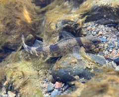 Etheostoma variatum