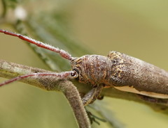 Rhytiphora decipiens