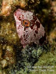 Chorisochismus dentex