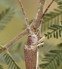 Rhytiphora decipiens