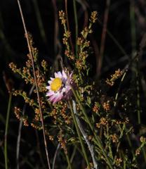 Achyranthemum affine