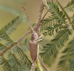 Rhytiphora decipiens
