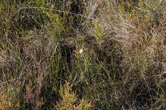 Achyranthemum affine