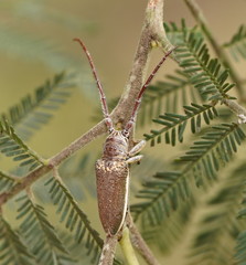 Rhytiphora decipiens