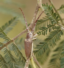 Rhytiphora decipiens