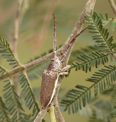 Rhytiphora decipiens