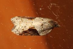 Acleris macdunnoughi