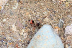 Dasymutilla fimbriata