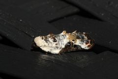 Acleris nivisellana