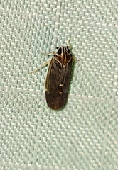 Synecdoche impunctata