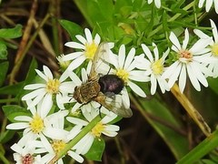 Archytas analis