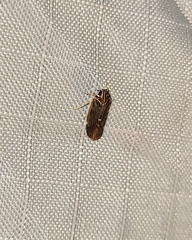 Synecdoche impunctata