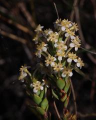 Struthiola hirsuta
