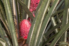 Ananas macrodontes