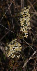 Struthiola hirsuta