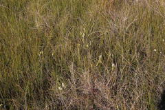 Struthiola hirsuta