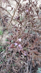 Limonium duriusculum