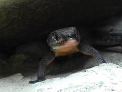 Ninurta coeruleopunctatus