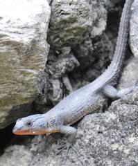 Ninurta coeruleopunctatus