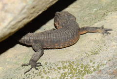Ninurta coeruleopunctatus