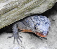 Ninurta coeruleopunctatus