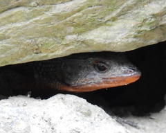 Ninurta coeruleopunctatus