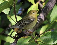 Setophaga striata