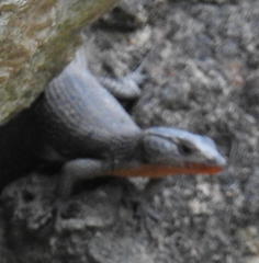 Ninurta coeruleopunctatus