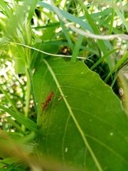 Burtinus notatipennis