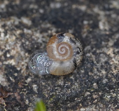 Protractiropa curacoae