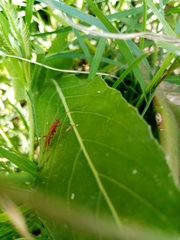 Burtinus notatipennis