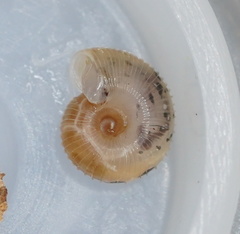 Protractiropa curacoae