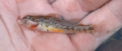 Etheostoma burri